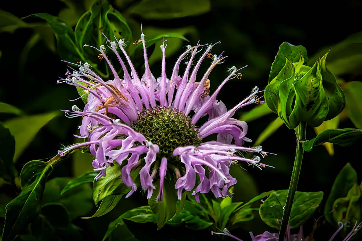 Wild Bergamot Flower