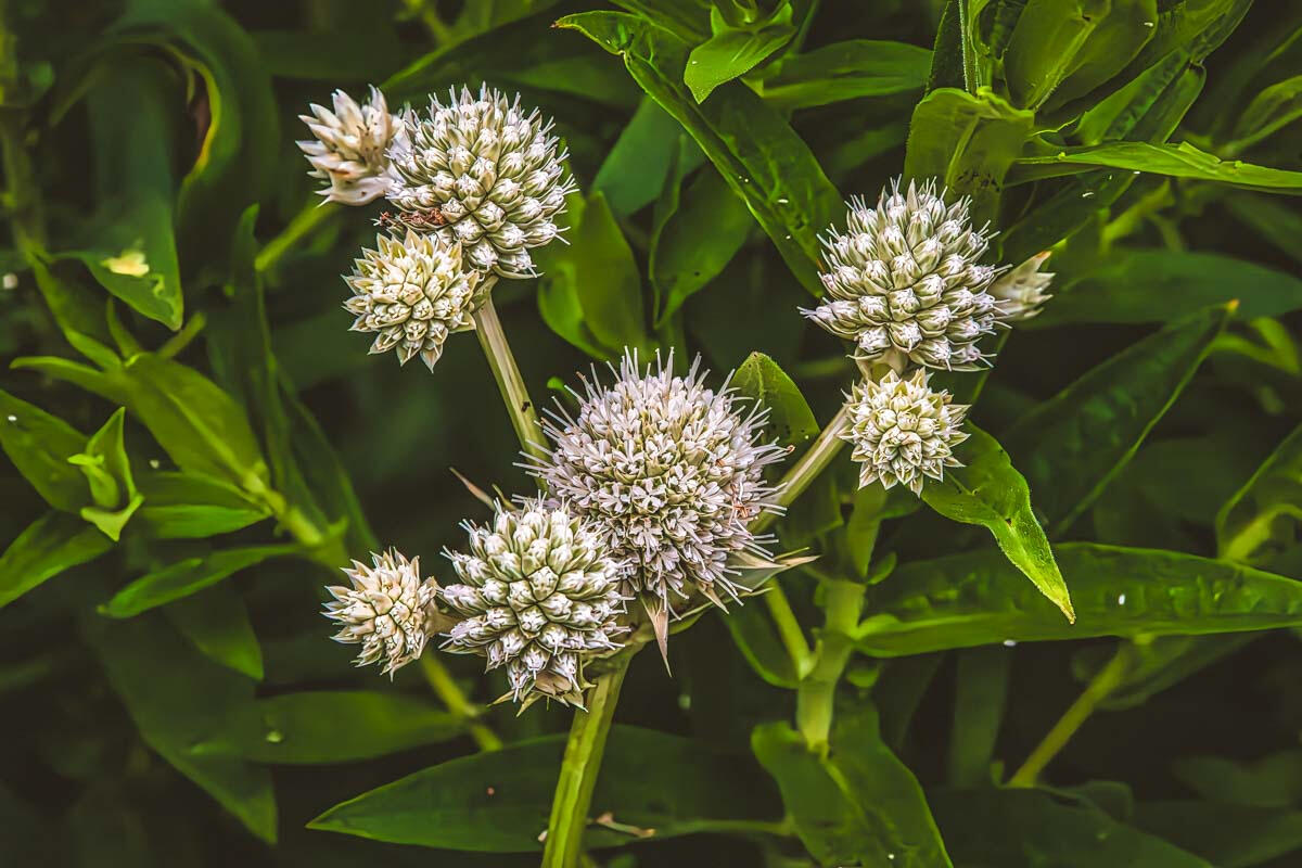 Rattlesnake Master